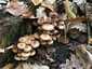 Barna porhanyósgomba (Psathyrella piluliformis), Somogy